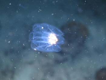 Close-up of jellyfish swimming in sea