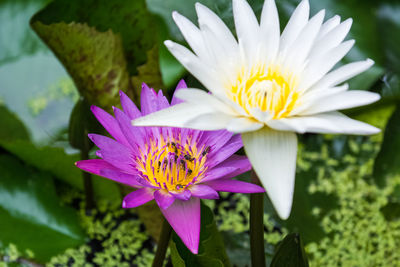 Close-up of purple and yellow flower