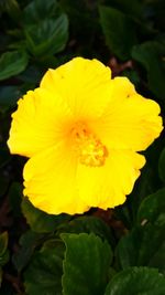 Close-up of yellow flower blooming outdoors