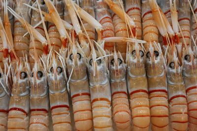 Full frame shot of seafood. langoustines.