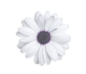 Close-up of daisy against white background