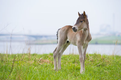 Young przewalski horse
