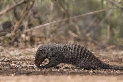 Close-up of lizard on land