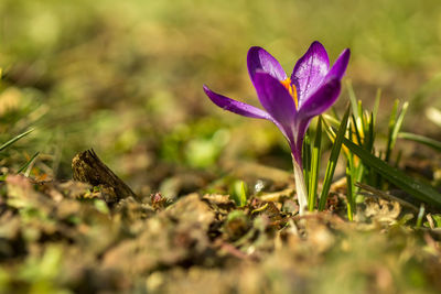 Close-up of crocus against blurred background