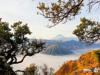 View of trees with mountain in background