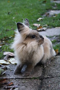 Close-up of ginger cat on field