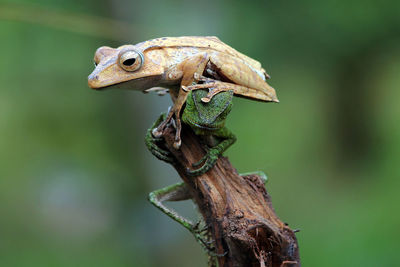 Close-up of grasshopper on a tree