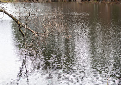 View of birds in lake