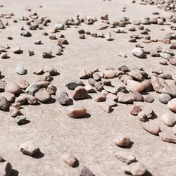 Close-up of shells on sand at beach