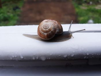 Close-up of snail