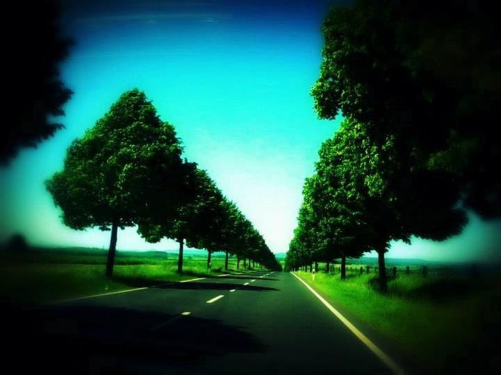 the way forward, tree, road, diminishing perspective, transportation, vanishing point, clear sky, growth, tranquility, treelined, nature, empty road, tranquil scene, country road, empty, green color, sky, long, no people, day