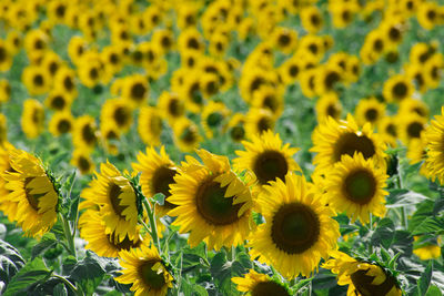 Close-up of a yellow sunflower field