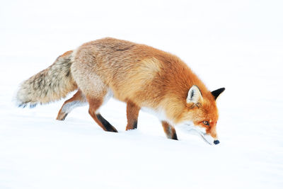 Red fox walking on snow covered field