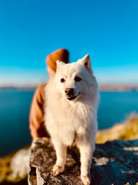 View of dog on beach