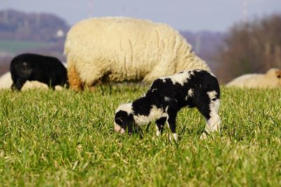 Sheep grazing in a field with new born lamb