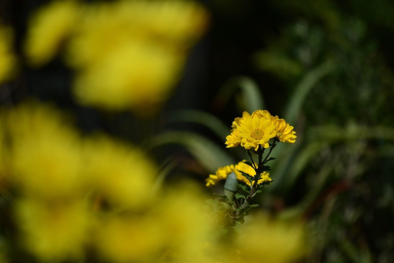 flower, yellow, growth, focus on foreground, fragility, freshness, petal, beauty in nature, selective focus, close-up, nature, plant, flower head, blooming, field, outdoors, day, in bloom, stem, no people