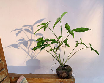 Close-up of potted plant on table against wall