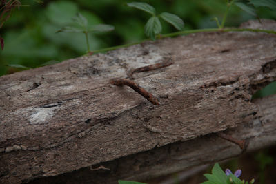 Close-up of lizard on tree