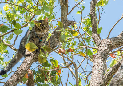 Low angle view of cat on tree