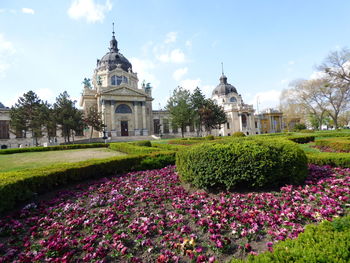 View of flowering plants in garden