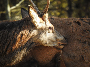 Close-up of a horse