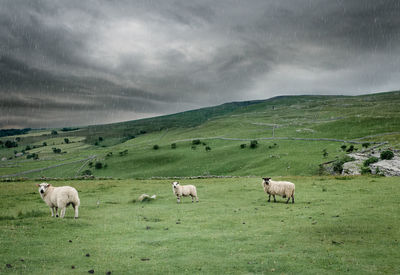 Sheep in a field in the rain