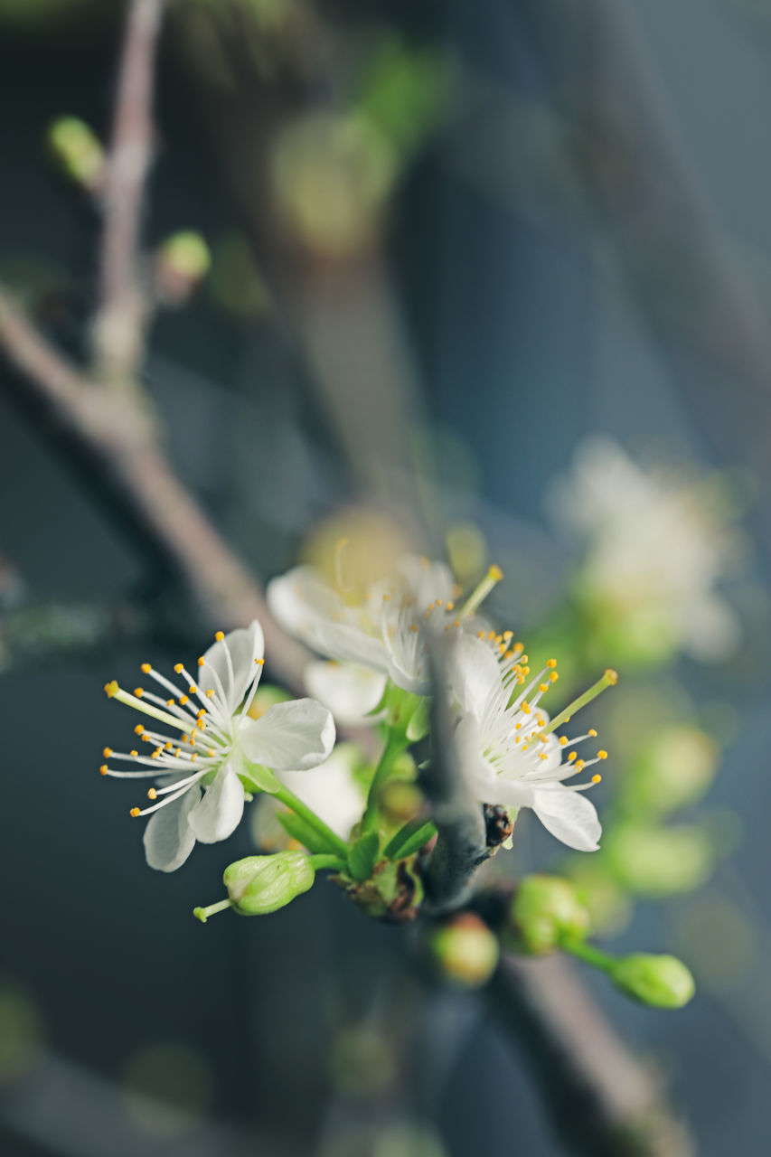 CLOSE-UP OF CHERRY BLOSSOM