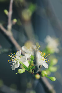 Close-up of white cherry blossom