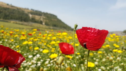 Close-up of red flowers blooming in field against sky