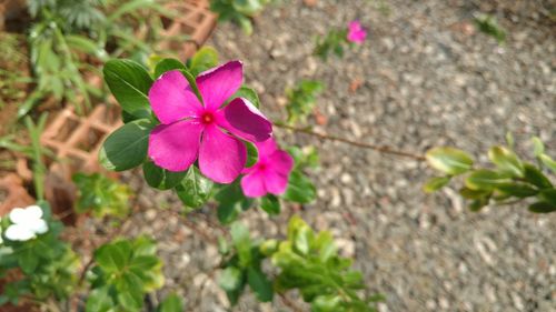 Close-up of pink flower blooming outdoors