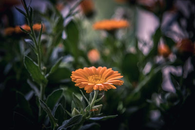 Close-up of orange flowering plants