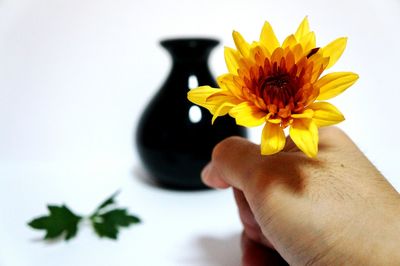 Close-up of yellow flower