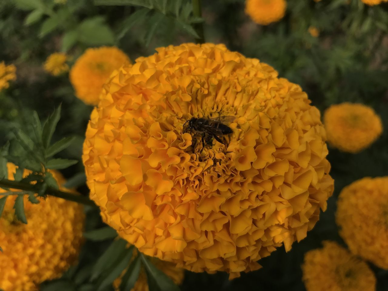 CLOSE-UP OF HONEY BEE POLLINATING ON YELLOW FLOWER