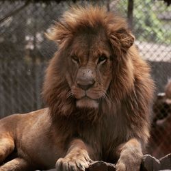 Portrait of a cat in zoo