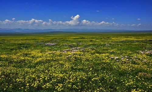 Scenic view of field against sky