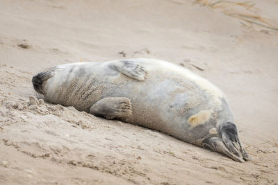 View of animal sleeping on sand