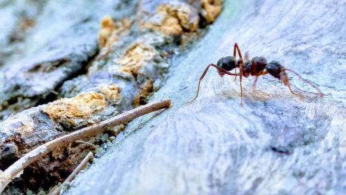 Close-up of insect