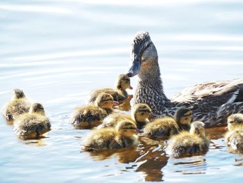 Ducks in a lake