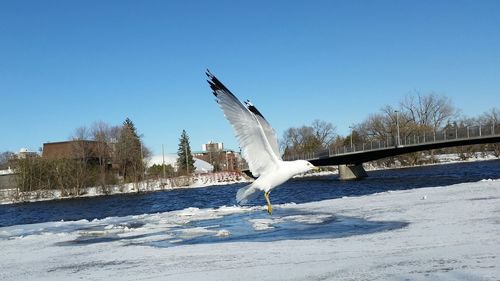 Seagull flying over snow covered landscape