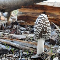 Close-up of mushroom growing on field