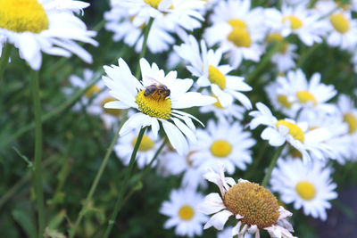 Close-up of white daisy flowers