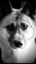 Close-up portrait of dog