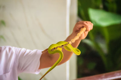 Close-up of hand holding plant