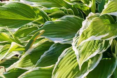 Close-up of fresh green hosta leaves