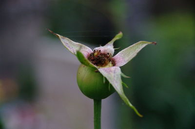 Close-up of flower