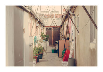 Potted plants in room