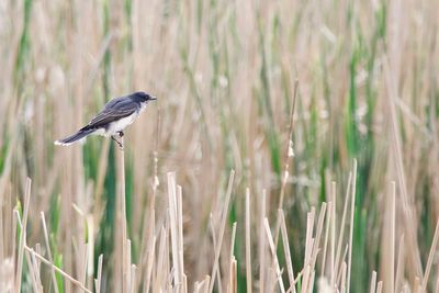 Close-up of bird perching on plant in field