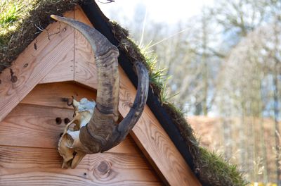 Low angle view of horns at above an entrance of a house against trees