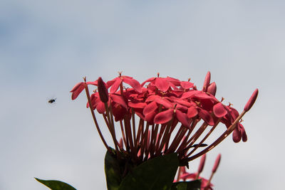 Close-up of red flower against sky