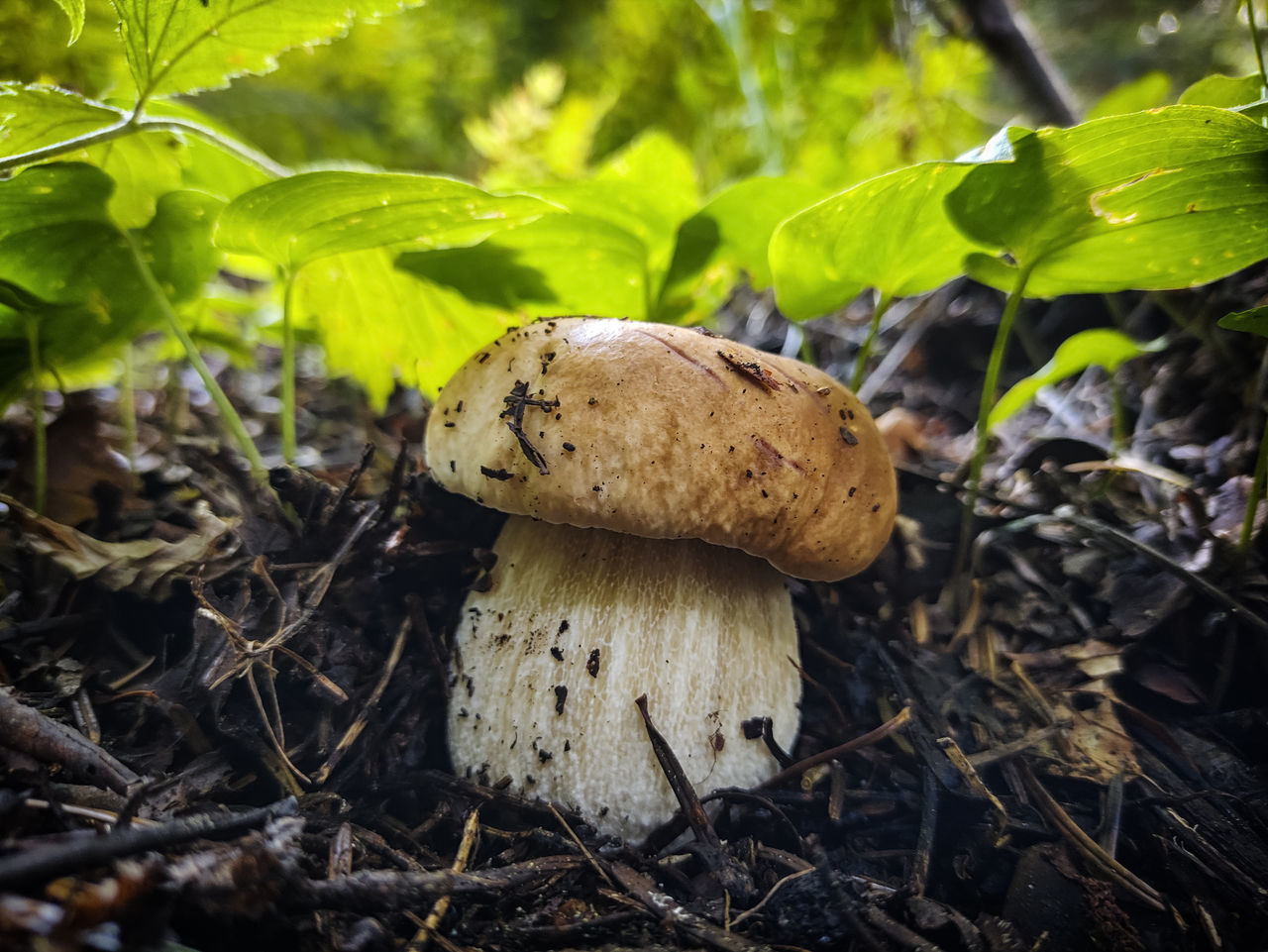 vegetable, mushroom, fungus, food, plant, growth, land, nature, tree, forest, food and drink, woodland, plant part, leaf, penny bun, close-up, bolete, toadstool, no people, field, beauty in nature, soil, freshness, edible mushroom, agaricaceae, day, outdoors, focus on foreground, green, fragility, autumn, healthy eating, agaricus